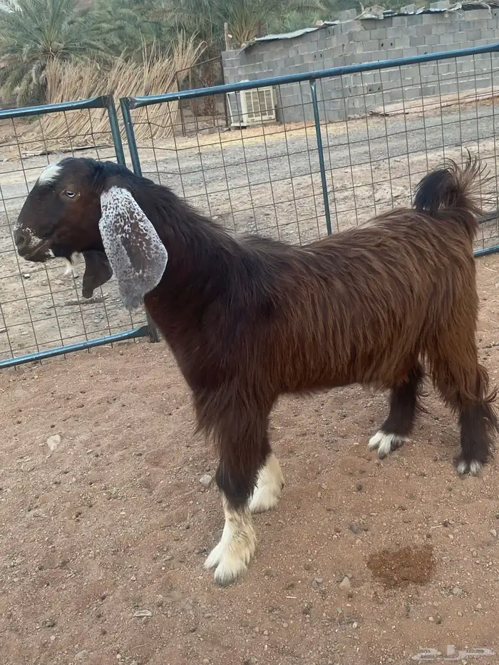 فحل معزا تيس مصري شق ثلاثة فاخر(تم البيع) 13