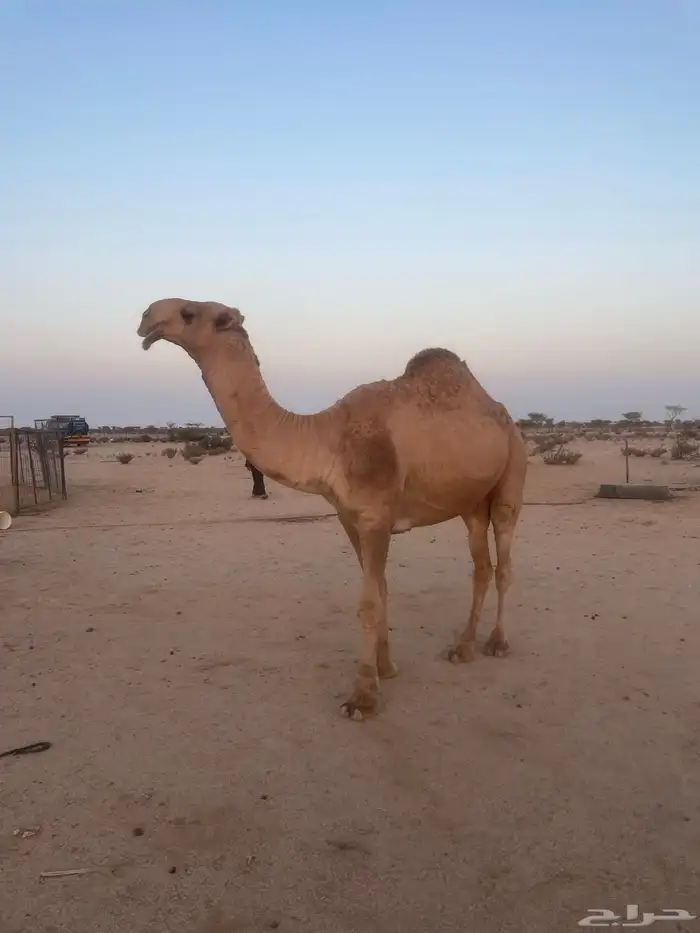 قعود 0