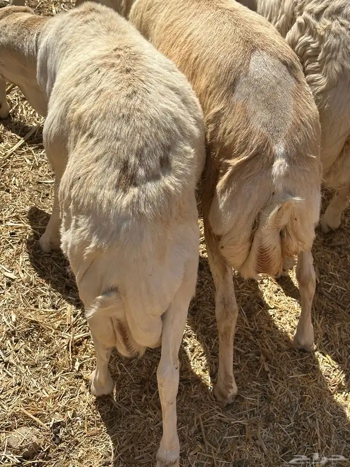 برابر ورفيديات وتيوس مرابي طب وتخير 46