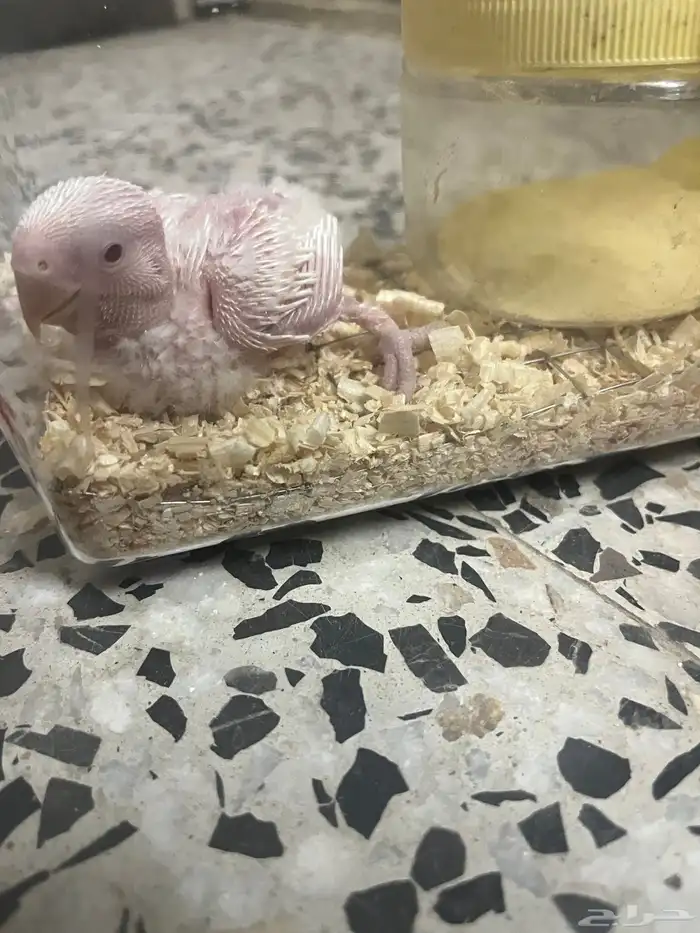 فرخ روز البينو 0