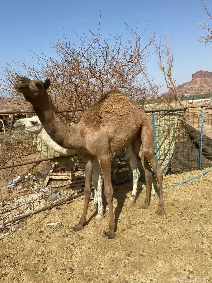 قعود للبيع 1