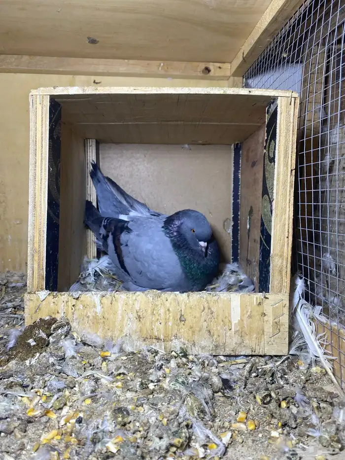 ذكر الله طيب جوزين فروخ جوز كنق مستوى طيب و جوز عسلي طيب 6