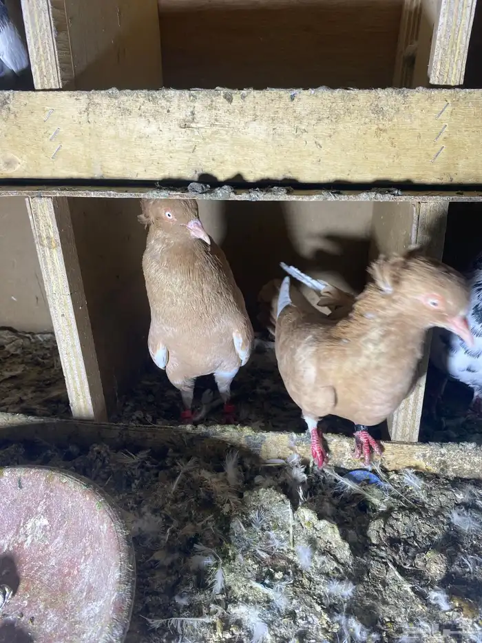 ذكر الله طيب جوزين فروخ جوز كنق مستوى طيب و جوز عسلي طيب 14