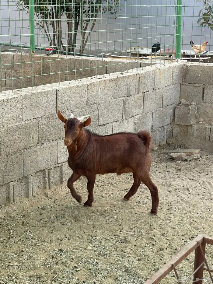 تيس   تيوس فاخر من الاخر لحم وشحم 6