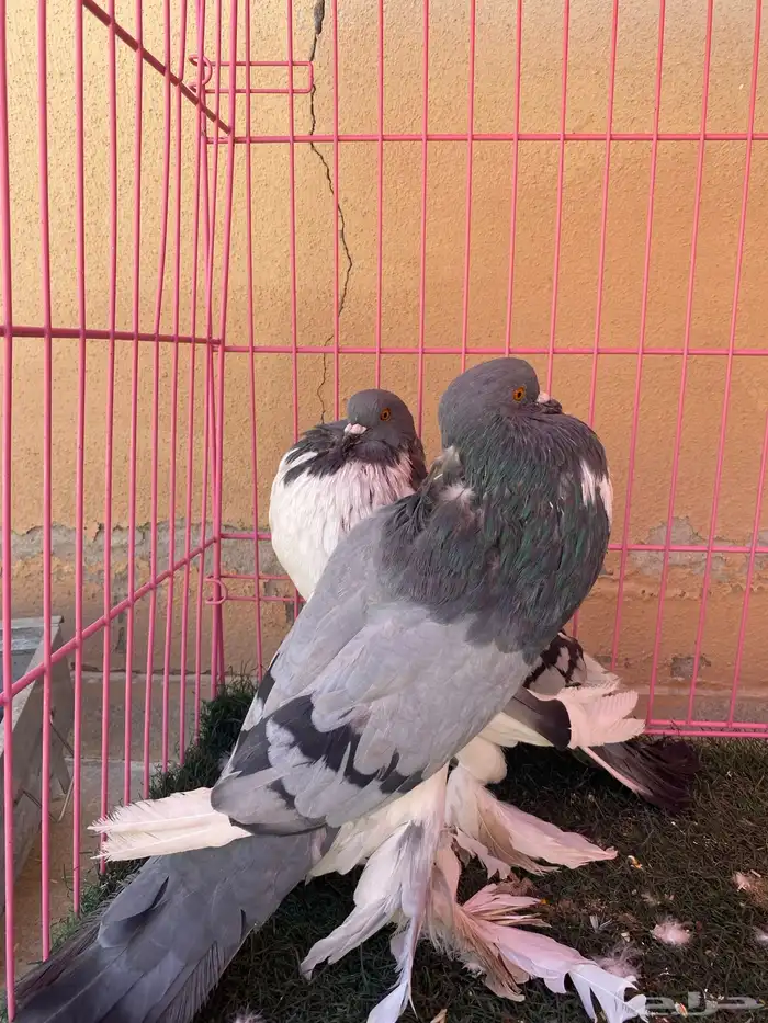 ازوج حمام للبيع 4