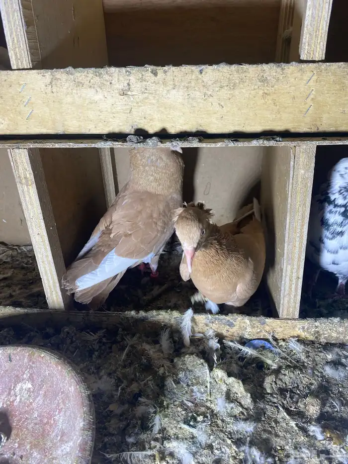 ذكر الله طيب جوزين فروخ جوز كنق مستوى طيب و جوز عسلي طيب 13