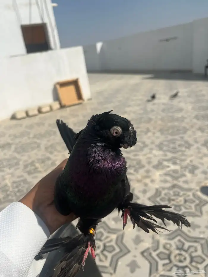 جوزين اوزبك مستوى تب 3