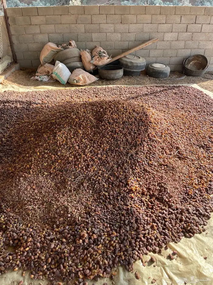 تمر علف للبيع 3
