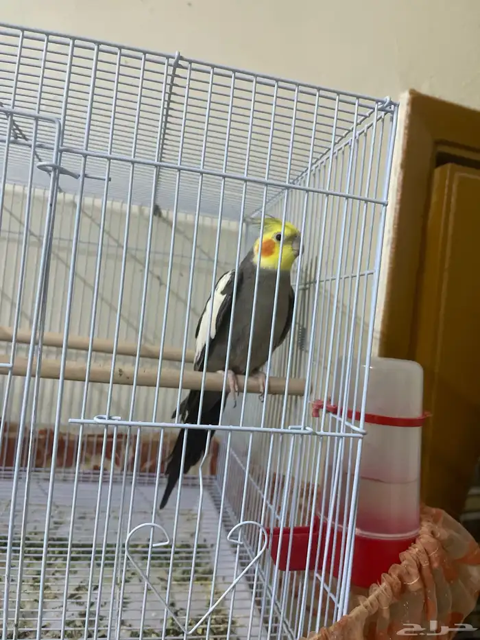 زوج كروان حجم جامبو 1