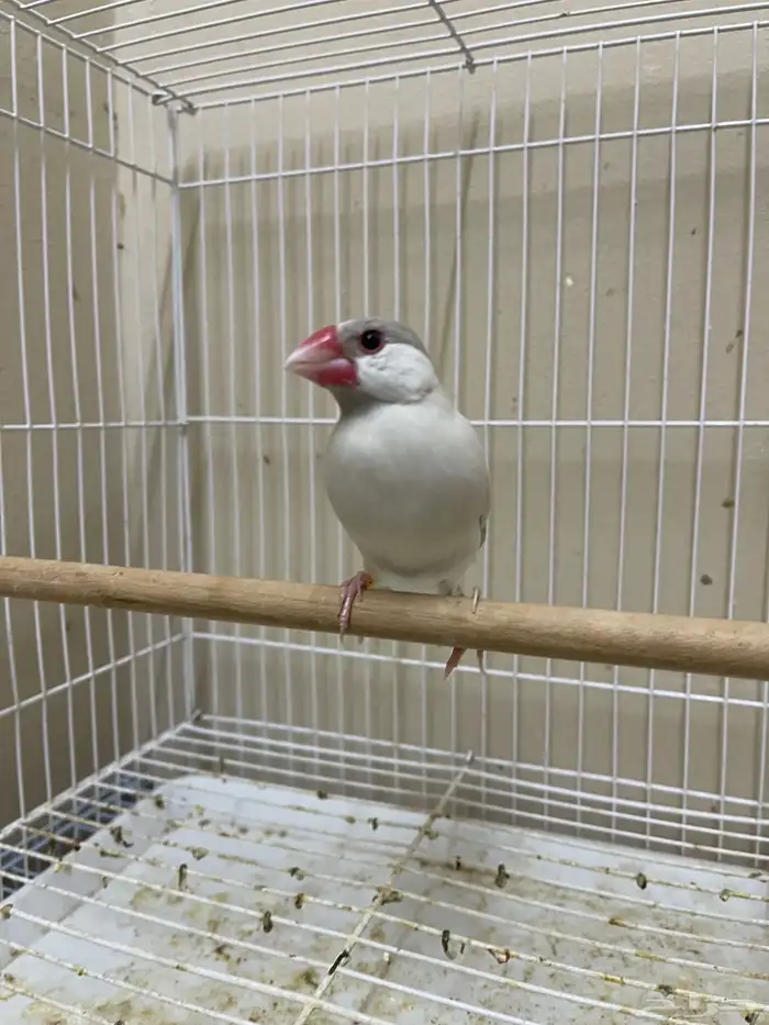 ذكر جاوا طفرة (تم البيع ) 5