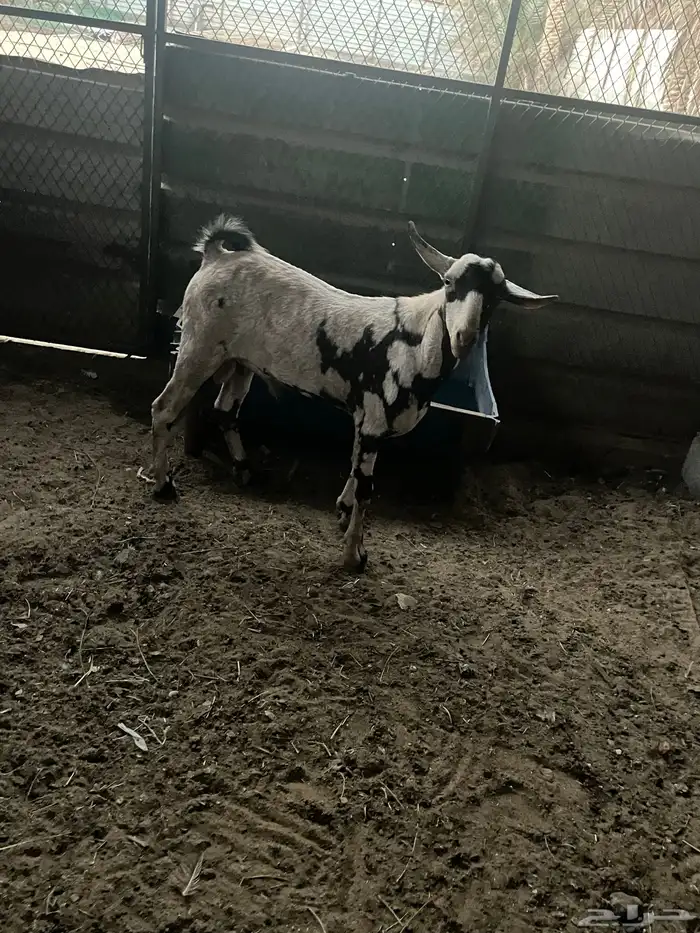 للبيع تيس عماني عله سوم 3