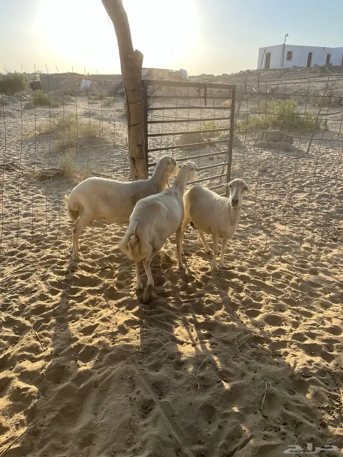 ضان تهاميه 1