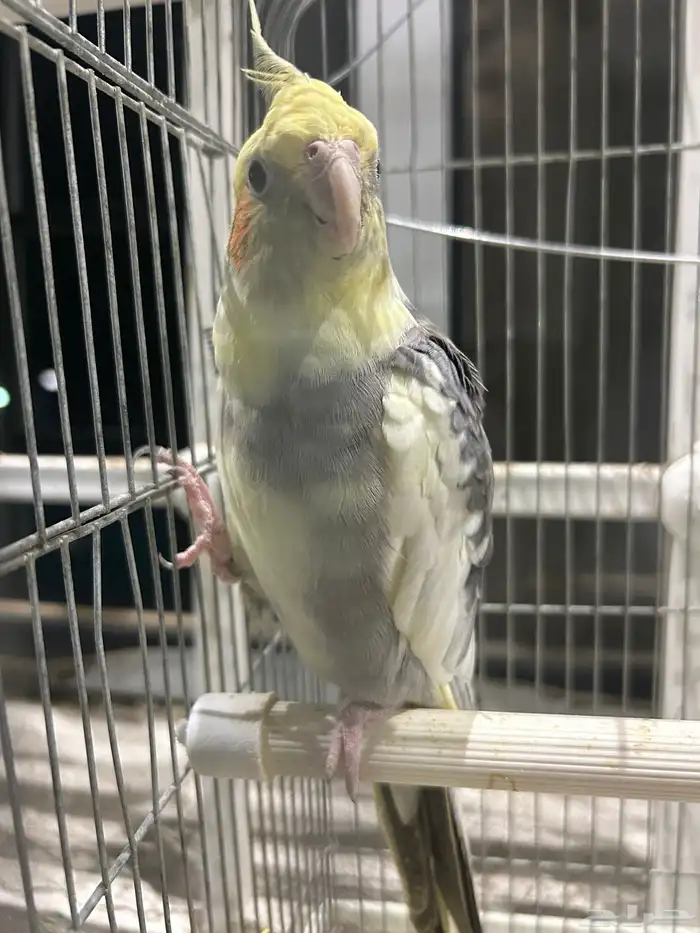 طيور للبيع زوج باجي وذكر كروان ذكر يغرد تغريد جميل 4