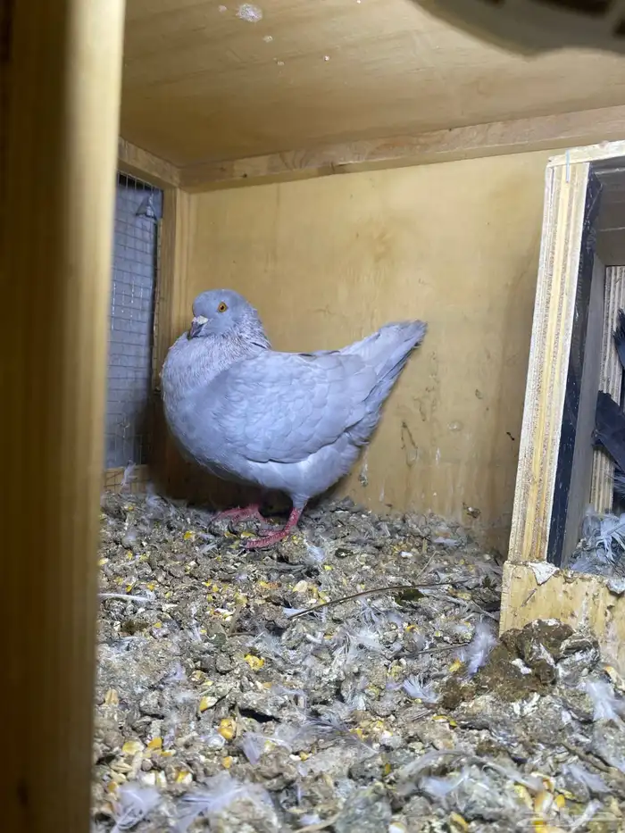 ذكر الله طيب جوزين فروخ جوز كنق مستوى طيب و جوز عسلي طيب 7