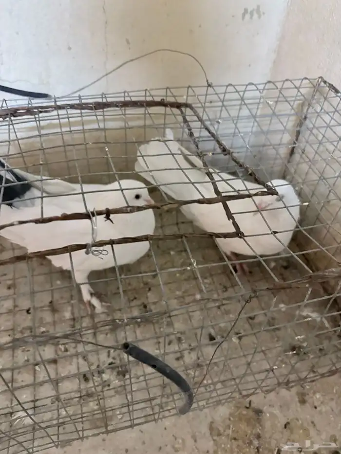 جوز حمام فرنسي حجم سوبر جامبو 0