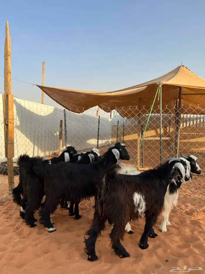 تيوس مخاصي شحم 4