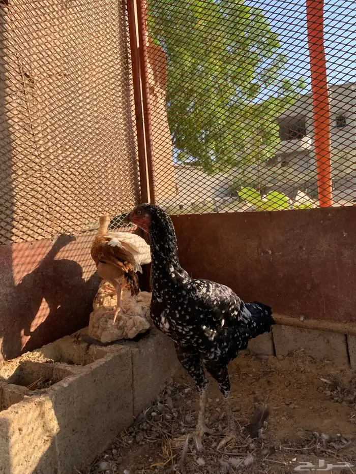 دجاج سندي 11