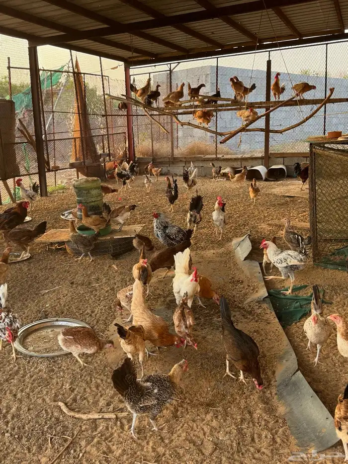 دجاج بلدي وفيومي وباكستاني جمله 12