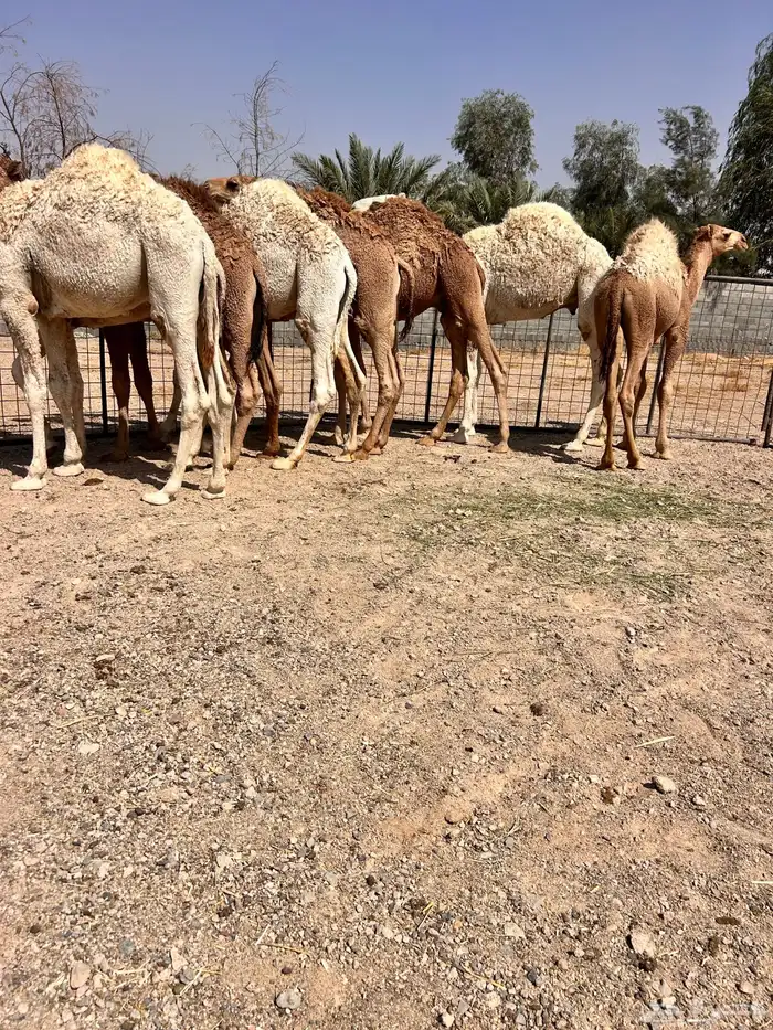 حيران فاخره 2