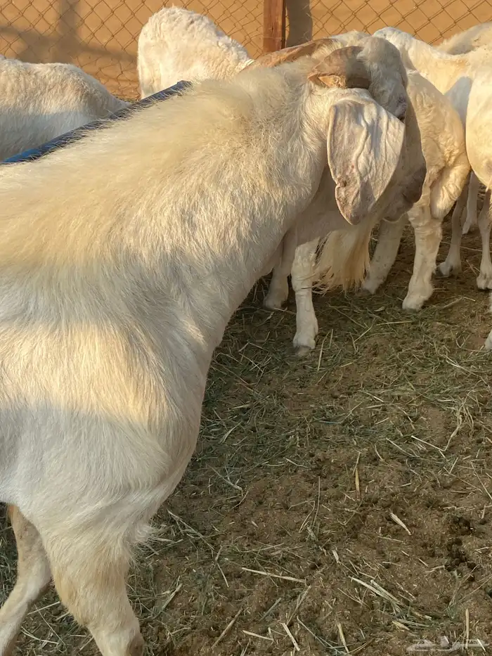 تيس فحل طيب ارتفاع وشكل 3