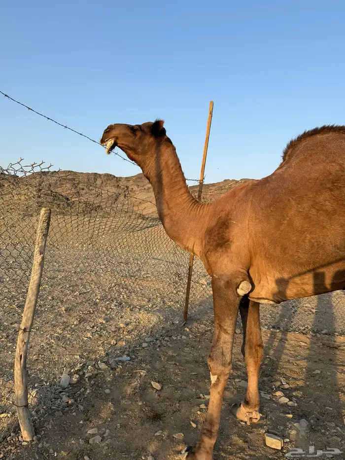 بعير حمر ادهم رباع 5