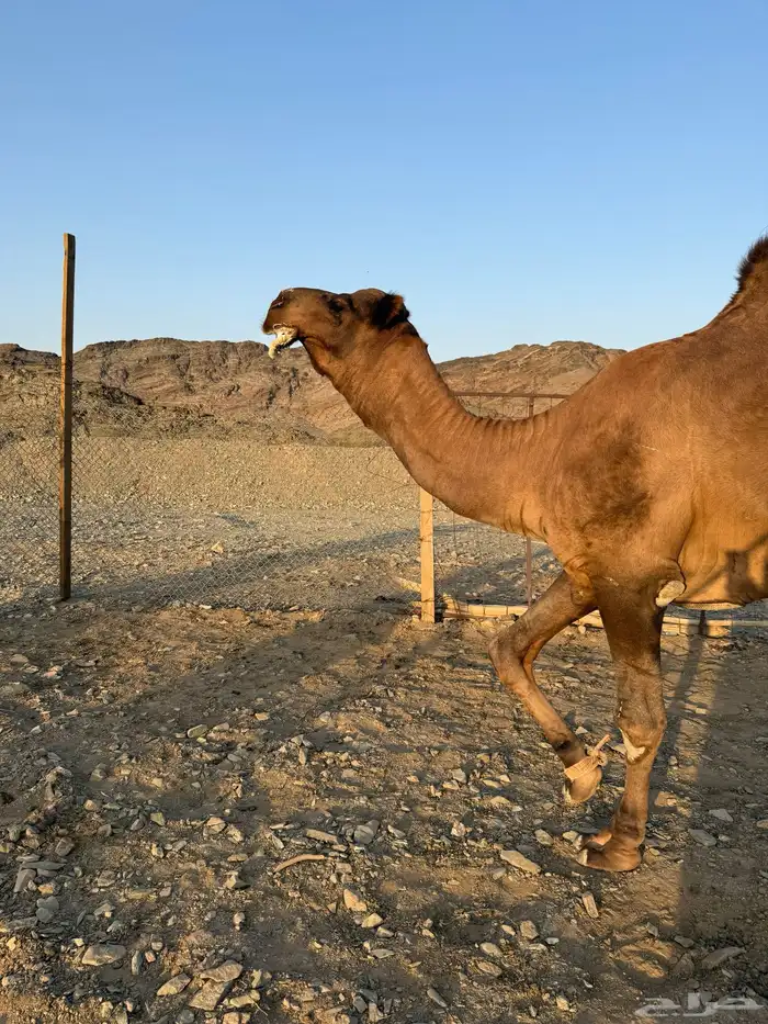 بعير حمر ادهم رباع 3