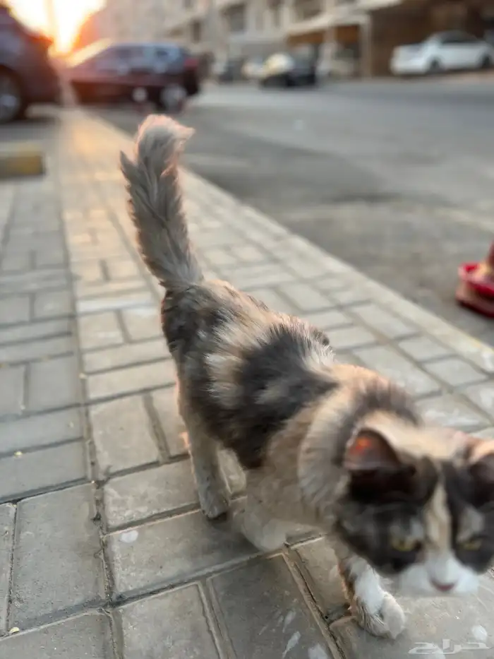 قطة للتبني 3