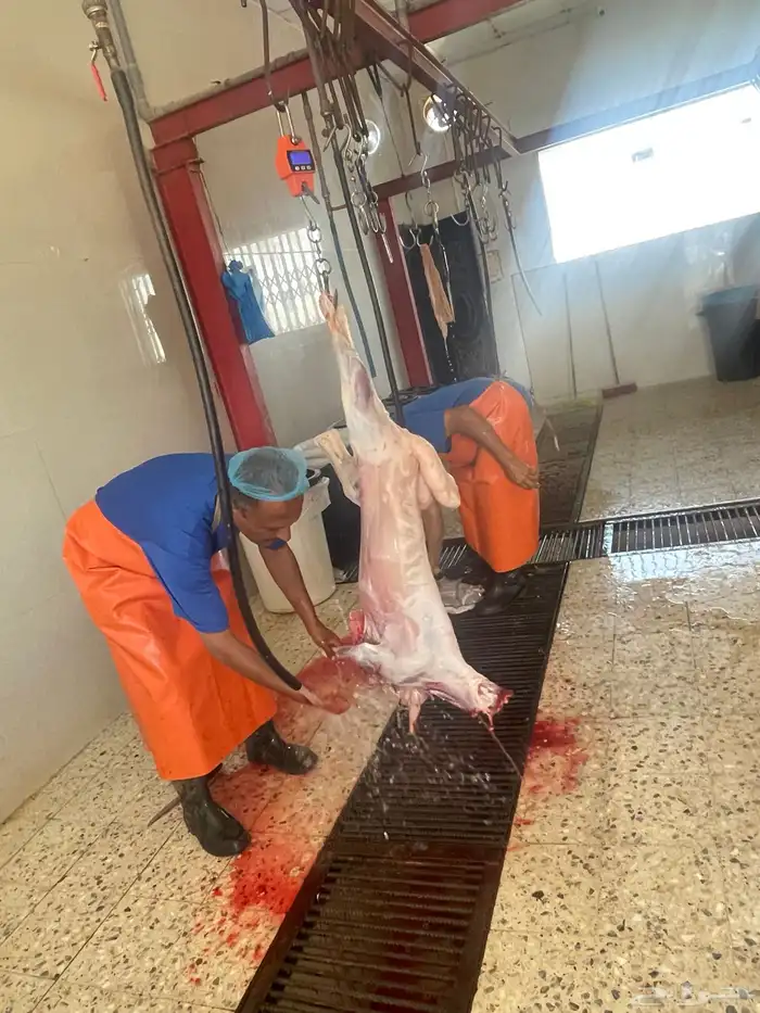 ذبايح فاخره ثلاجه تمايم ضيفه 4