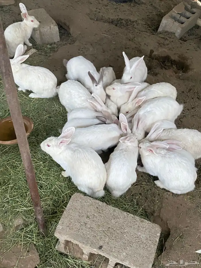 ارانب للبيع جمله 2