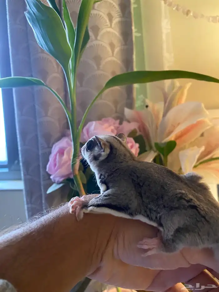 سنجاب للبيع 0