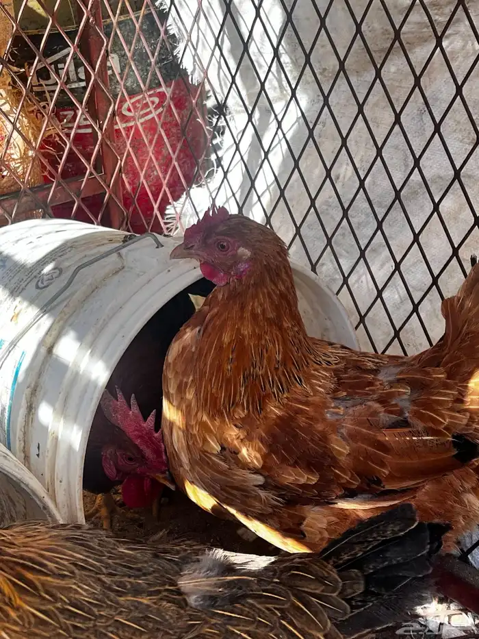 سلام عليكم نعرض لكم اليوم ثالث دجاج وديك ماشالله تبارك الله 4