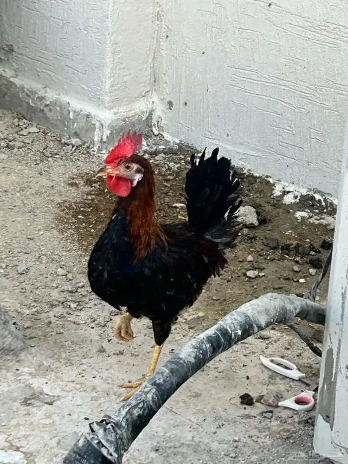 ديك عربي العمر سبع اشهور وامه عندي وانا مربيه وهو صوص صغير 13