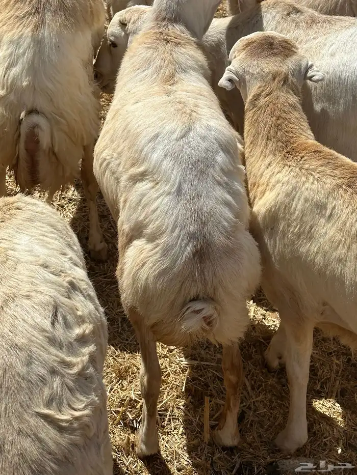 برابر ورفيديات وتيوس مرابي طب وتخير 15