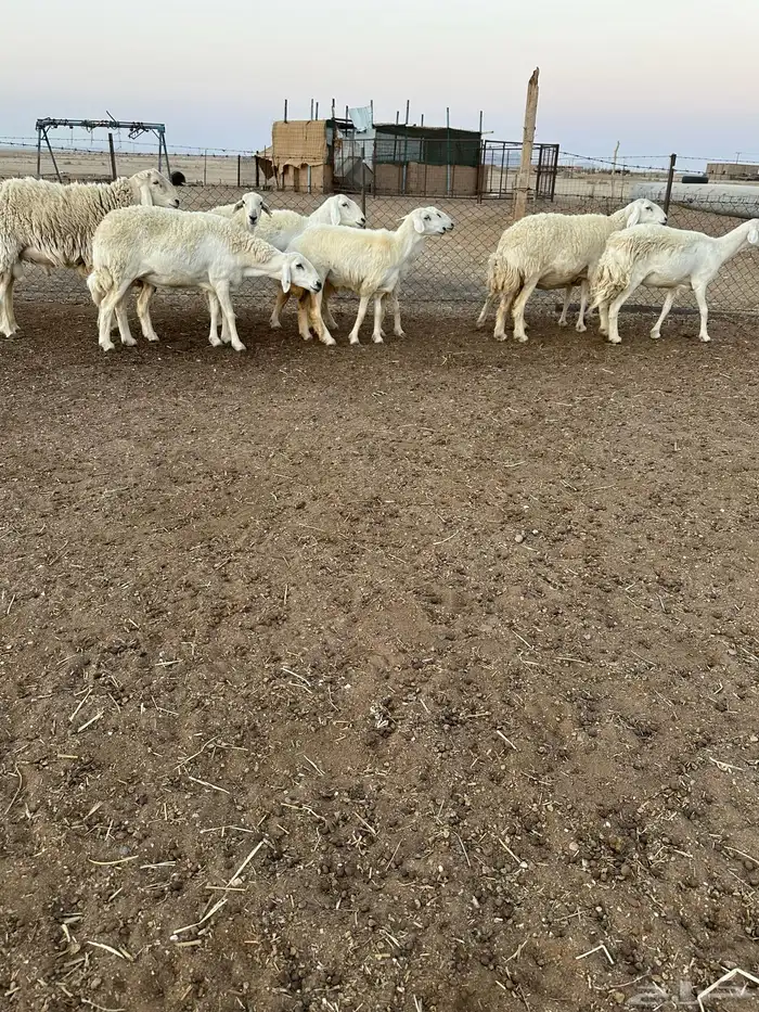 حريات طيبه 0