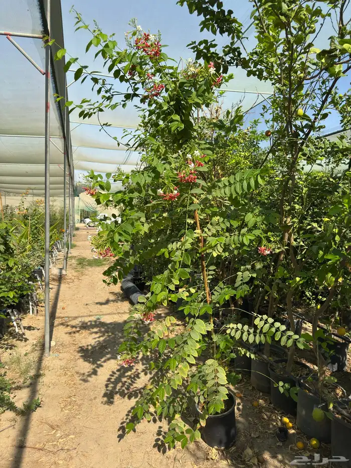 الأشجار 2