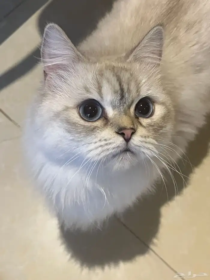 تبني انثى شرازيه 0