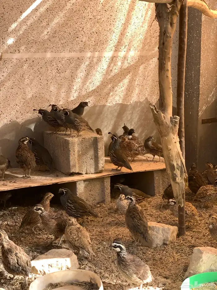 سمان كاليفورنيا وبوب وايت الأمريكي 0