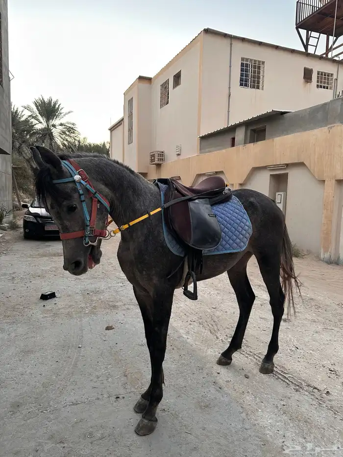 مهر شعبي معسوف هادي 1