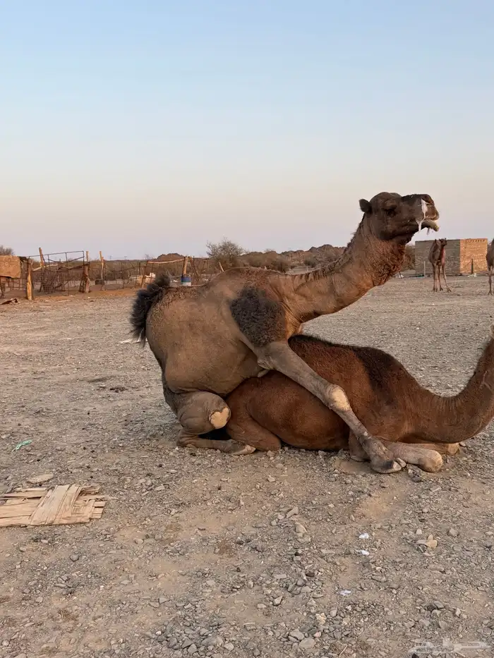 جمل حمر ضراب وعشار ع الشرط 1