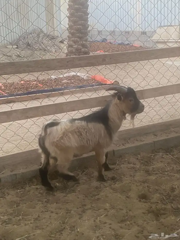 ماعز قزم اثنين للبيع فحل 2