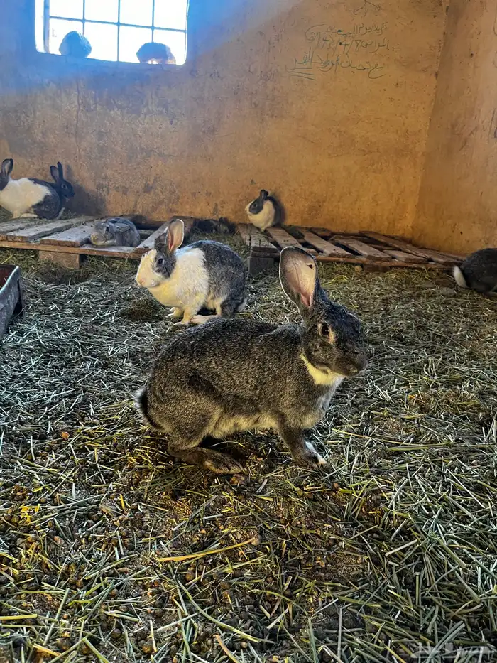 ارانب للبيع شرط. 0