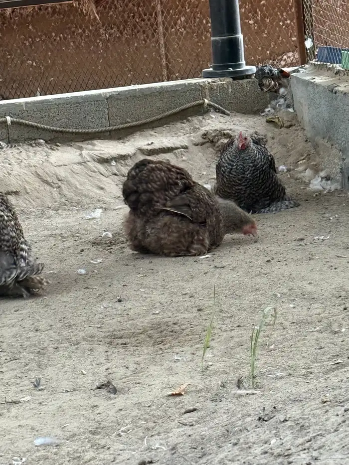 طقم كوشن فيومي 0