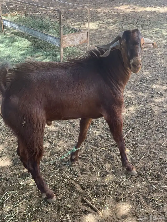 تيس ثني فحل احص 3