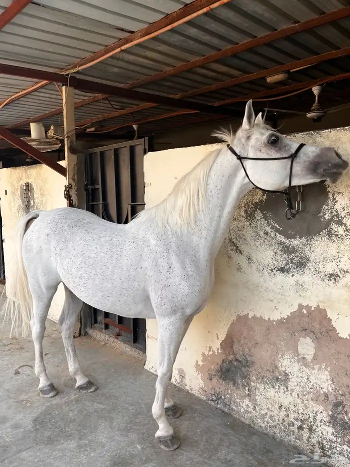 فرس واهو دماء قويه 3