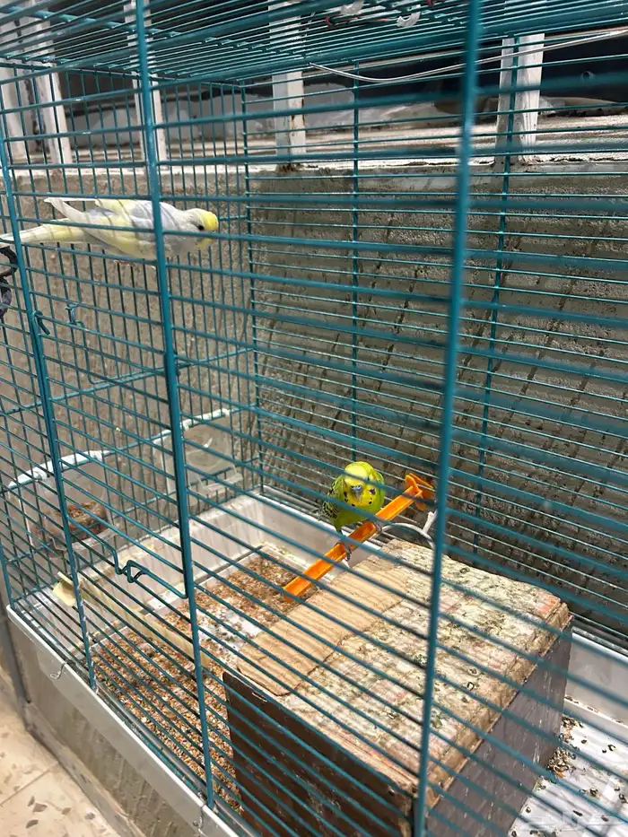 طيور للبيع زوج باجي وذكر كروان ذكر يغرد تغريد جميل 7