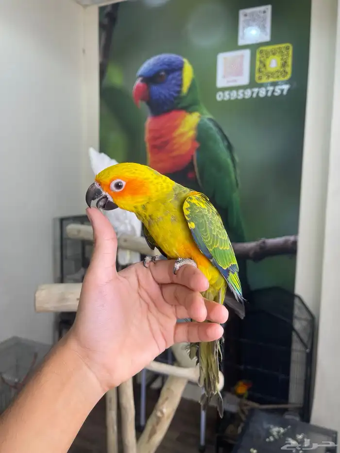 صن كنيور اليف وهدد تم البيع 0