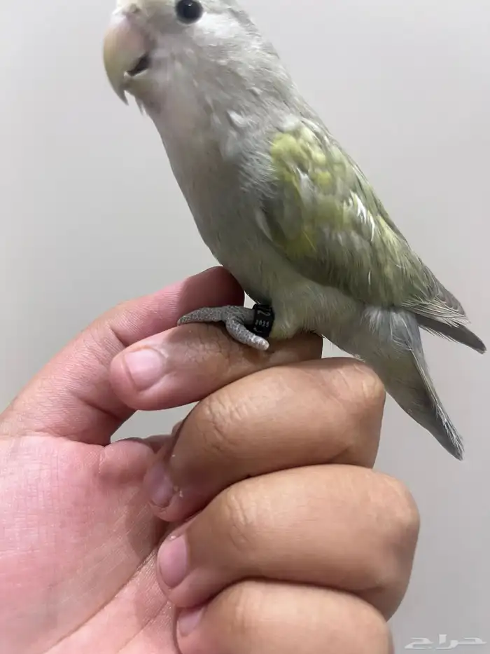 روز اليف لون مميز 1