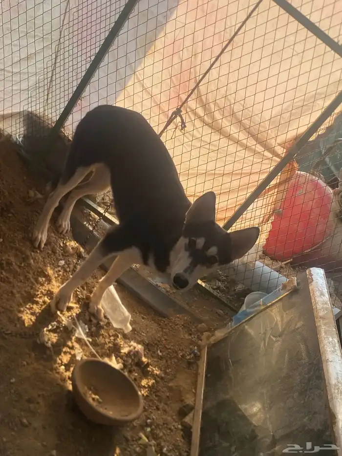 أنثى كلب هاسكي عمرها خمس شهور 3