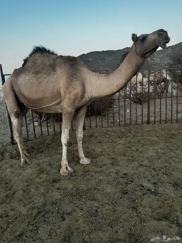 ناقه حمراء لقحه في 9 شهور 0