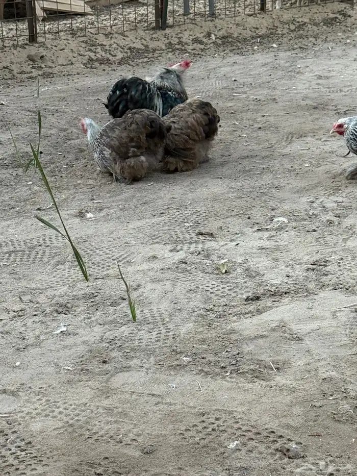 طقم دارك خارجي 1